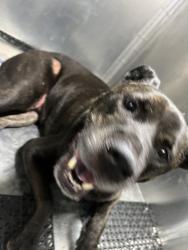 Shelter Stray Unknown Dog last seen Near Airport Boulevard, AUSTIN, TX, 78722, Austin, TX 78702