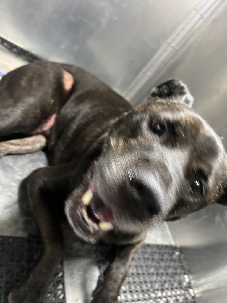 Shelter Stray Unknown Dog last seen Near Airport Boulevard, AUSTIN, TX, 78722, Austin, TX 78702