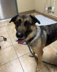 Shelter Stray Female Dog last seen N Edgewater/Willamette, OR, Troutdale, OR 97060