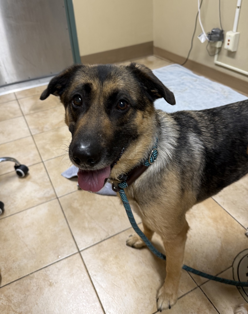 Shelter Stray Female Dog last seen N Edgewater/Willamette, OR, Troutdale, OR 97060