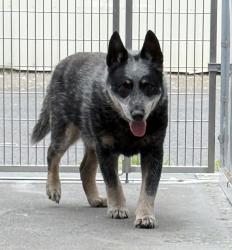 Shelter Stray Male Dog last seen SE, PORTLAND, OR, 97206, Troutdale, OR 97060