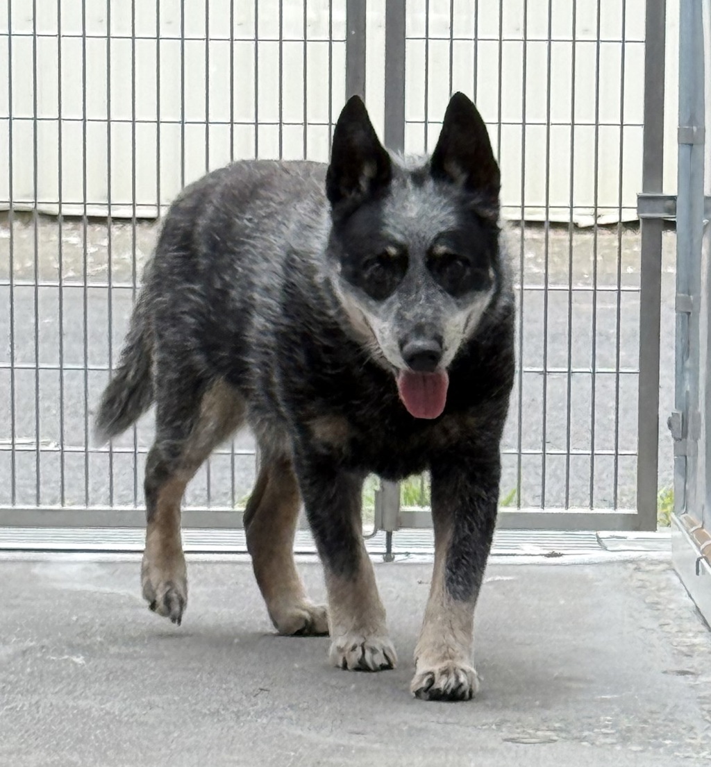 Shelter Stray Male Dog last seen SE, PORTLAND, OR, 97206, Troutdale, OR 97060