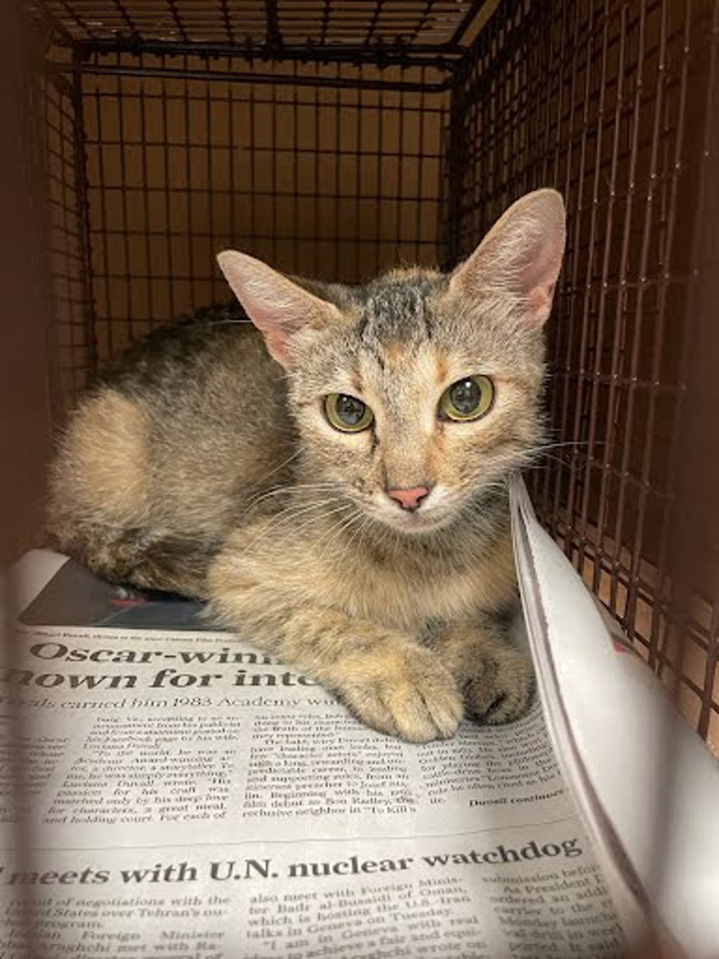 Shelter Stray Female Cat last seen Near Parkfield Drive, AUSTIN, TX, 78758, Austin, TX 78702