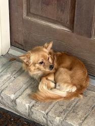 Found/Stray Unknown Dog last seen Highway 6, Houston, TX 77084