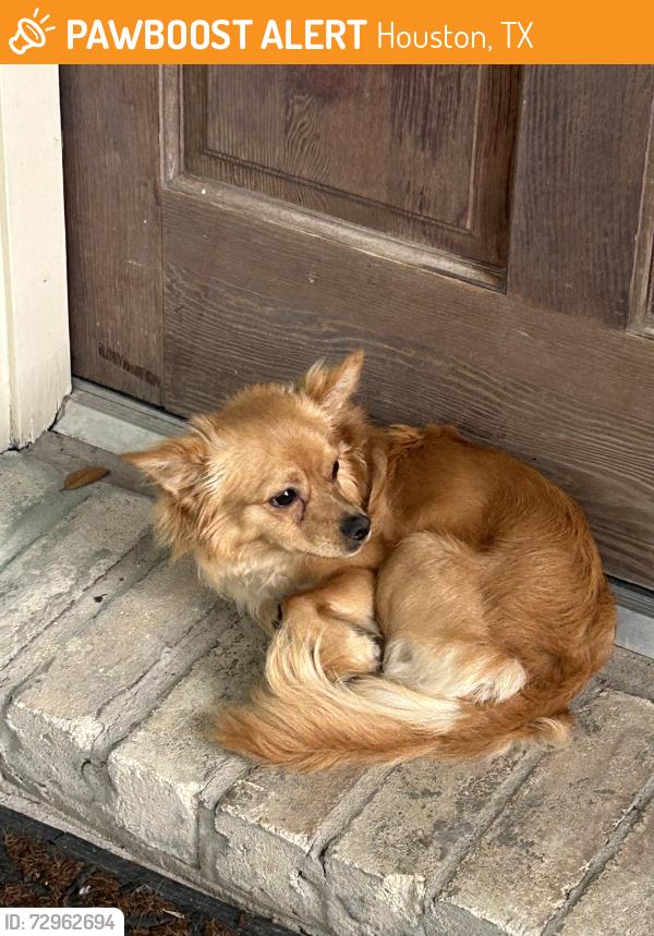 Found/Stray Unknown Dog last seen Highway 6, Houston, TX 77084