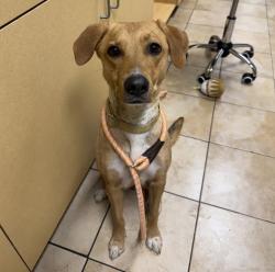 Shelter Stray Female Dog last seen N Edgewater/Willamette, OR, Troutdale, OR 97060