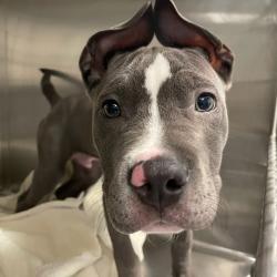 Shelter Stray Male Dog last seen E 4th & Court Ave, DES MOINES, IA, 50317, Des Moines, IA 50313