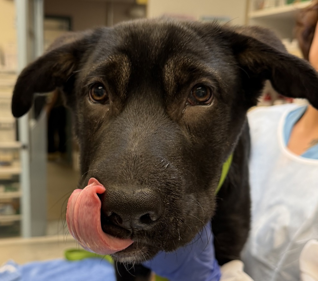 Shelter Stray Male Dog last seen abandoned, PORTLAND, OR, 97232, Troutdale, OR 97060