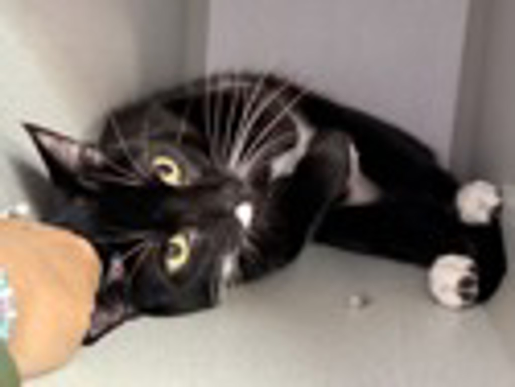 Shelter Stray Female Cat last seen Near W 61 Street, NEW YORK, NY, 10069, New York, NY 10029