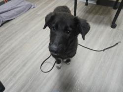 Shelter Stray Male Dog last seen Oceanside, CA, 92054, Oceanside, CA 92058