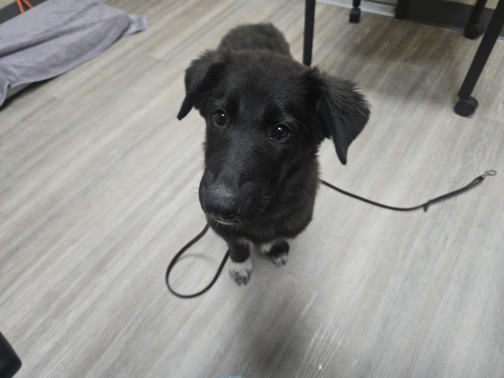 Shelter Stray Male Dog last seen Oceanside, CA, 92054, Oceanside, CA 92058