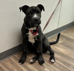 Shelter Stray Male Dog last seen Near Lauder Street, San Diego, CA, 92139, San Diego, CA 92110
