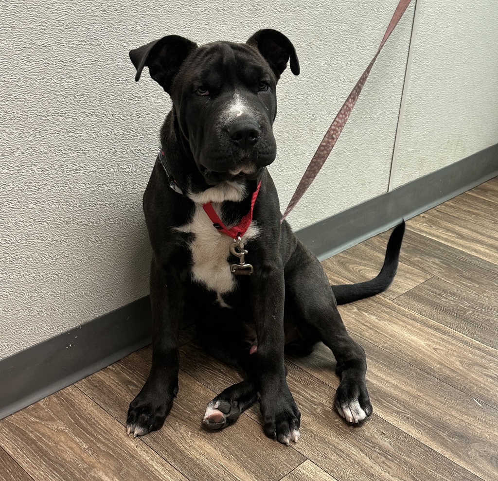 Shelter Stray Male Dog last seen Near Lauder Street, San Diego, CA, 92139, San Diego, CA 92110