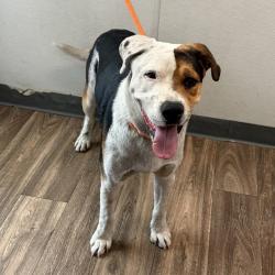 Shelter Stray Male Dog last seen Near Via De La Amistad, San Diego, CA, 92154, San Diego, CA 92110