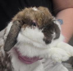 Shelter Stray Female Rabbit last seen Near E Park Avenue, El Cajon, CA, 92020, El Cajon, CA 92020