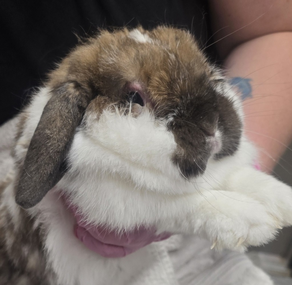 Shelter Stray Female Rabbit last seen Near E Park Avenue, El Cajon, CA, 92020, El Cajon, CA 92020