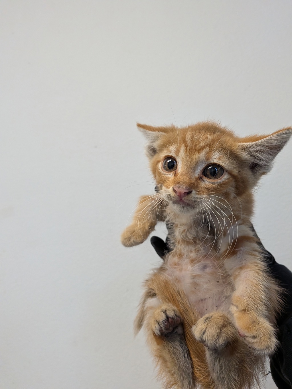 Shelter Stray Male Cat last seen Someone handed guest this kitten, San Diego, CA, 92110, San Diego, CA 92110