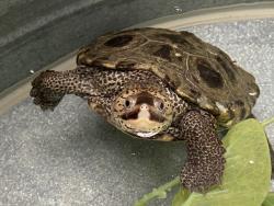 Shelter Stray Female Reptile last seen Near Jed Road, Escondido, CA, 92027, Escondido, CA 92027