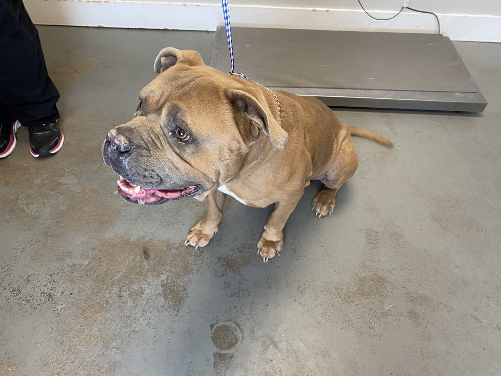 Shelter Stray Male Dog last seen Near W 200 S, SALT LAKE CITY, UT, 84104, Taylorsville, UT 84123