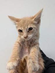 Shelter Stray Male Cat last seen Near Lanston Street, San Diego, CA, 92114, San Diego, CA 92110