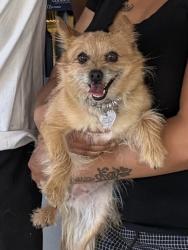 Reunited Female Dog last seen Near Compatibility Ct, North Las Vegas, NV 89032, USA, North Las Vegas, NV 89032