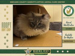 Shelter Stray Male Cat last seen Dillard Drive SE, PALM BAY, FL, 32909, Melbourne, FL 32934