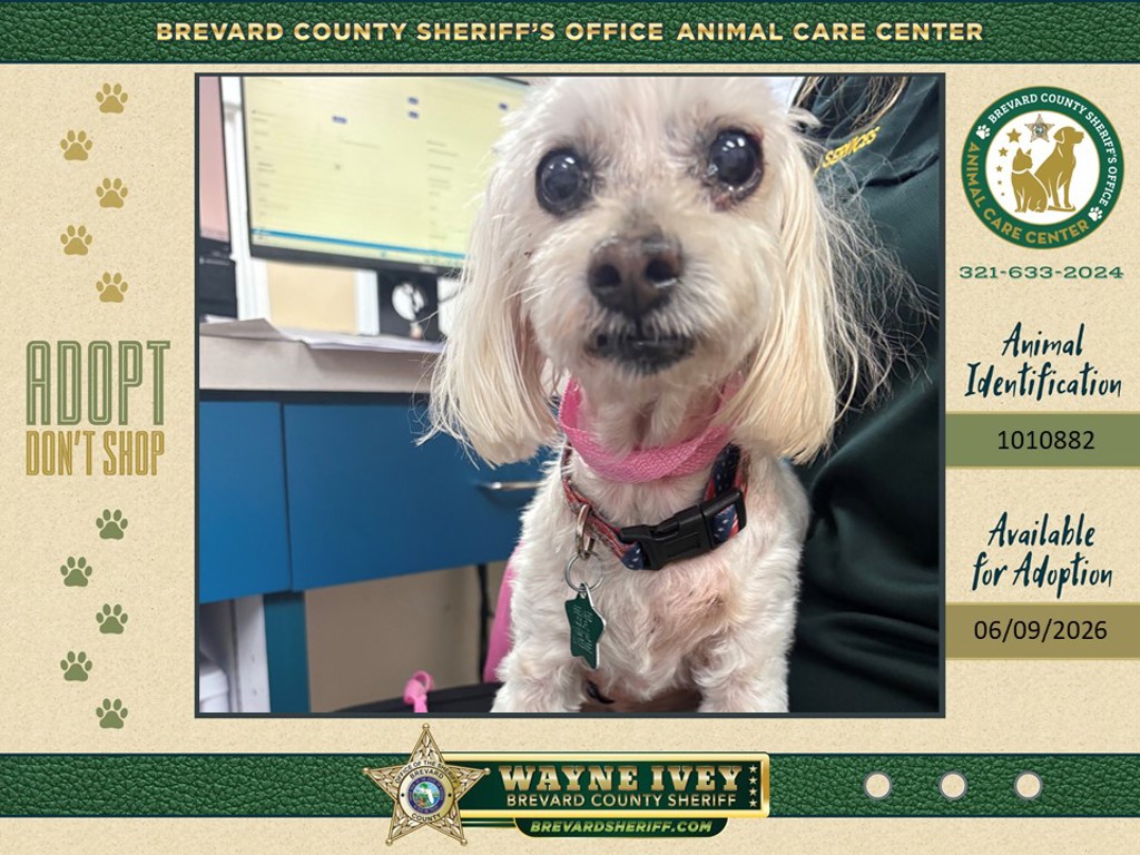 Shelter Stray Male Dog last seen Oceanside Boulevard, INDIALANTIC, FL, 32903, Melbourne, FL 32934