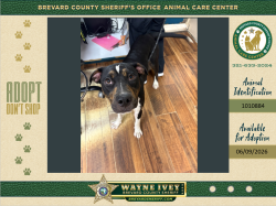 Shelter Stray Male Dog last seen Parrish Road, TITUSVILLE, FL, 32780, Melbourne, FL 32934