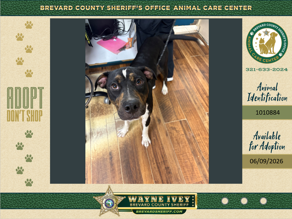 Shelter Stray Male Dog last seen Parrish Road, TITUSVILLE, FL, 32780, Melbourne, FL 32934