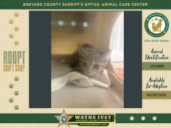 Shelter Stray Female Cat last seen Near Mayflower Street, COCOA, FL, 32927, Melbourne, FL 32934