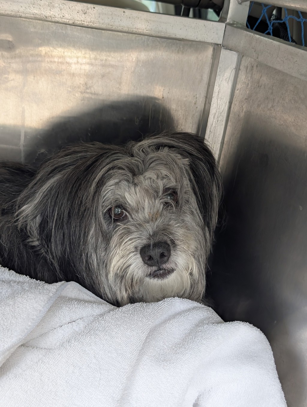 Shelter Stray Male Dog last seen Near NE David Drive, BREMERTON, WA, 98310, Silverdale, WA 98383