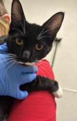 Shelter Stray Female Cat last seen Near Dickey Road, SILVERDALE, WA, 98383, Silverdale, WA 98383