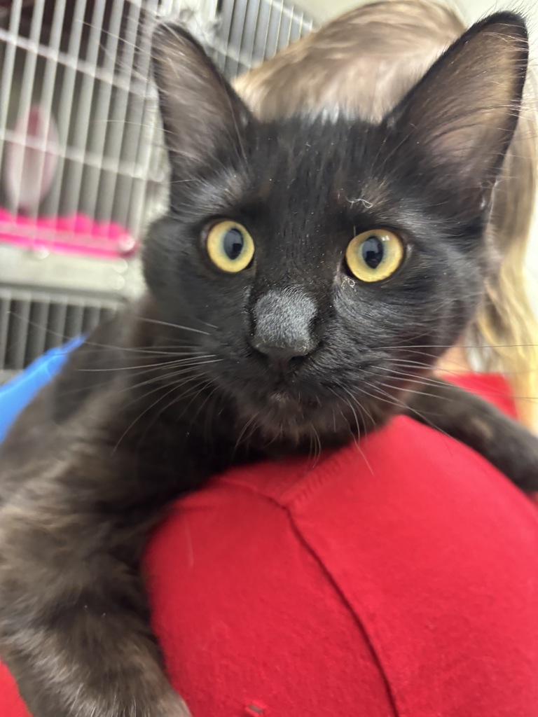 Shelter Stray Female Cat last seen Near Dickey Road, SILVERDALE, WA, 98383, Silverdale, WA 98383