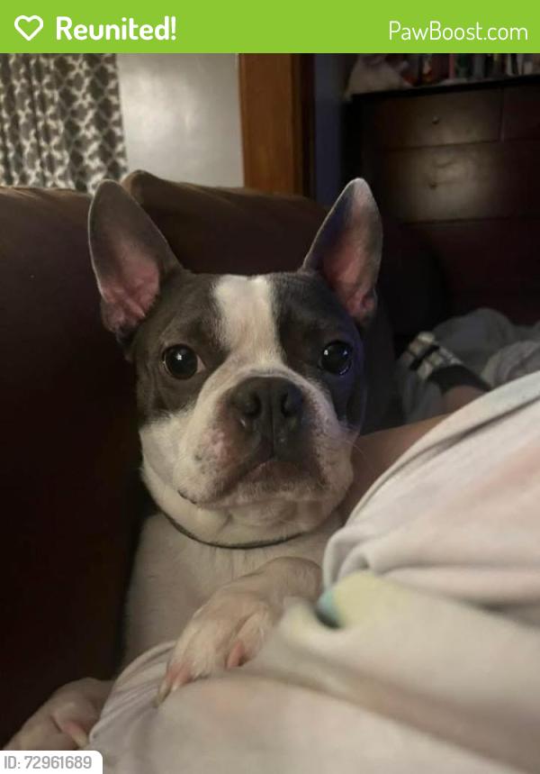 Reunited Male Dog last seen Highland Ave , New Castle, PA 16105