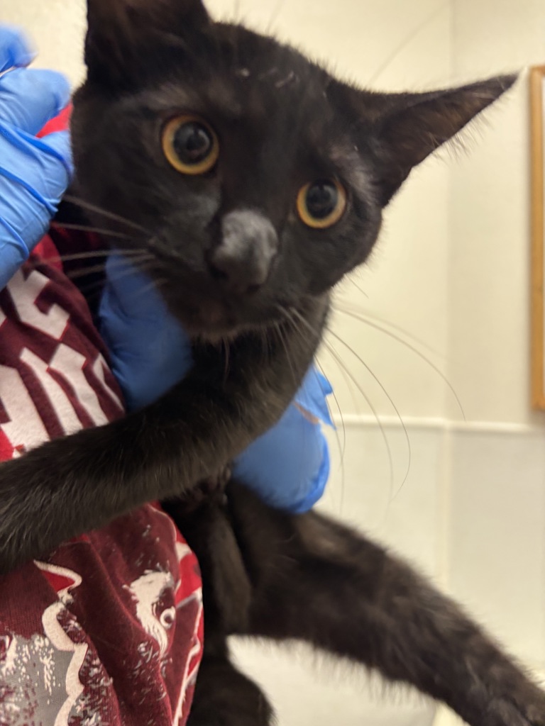 Shelter Stray Female Cat last seen Near Dickey Road, SILVERDALE, WA, 98383, Silverdale, WA 98383