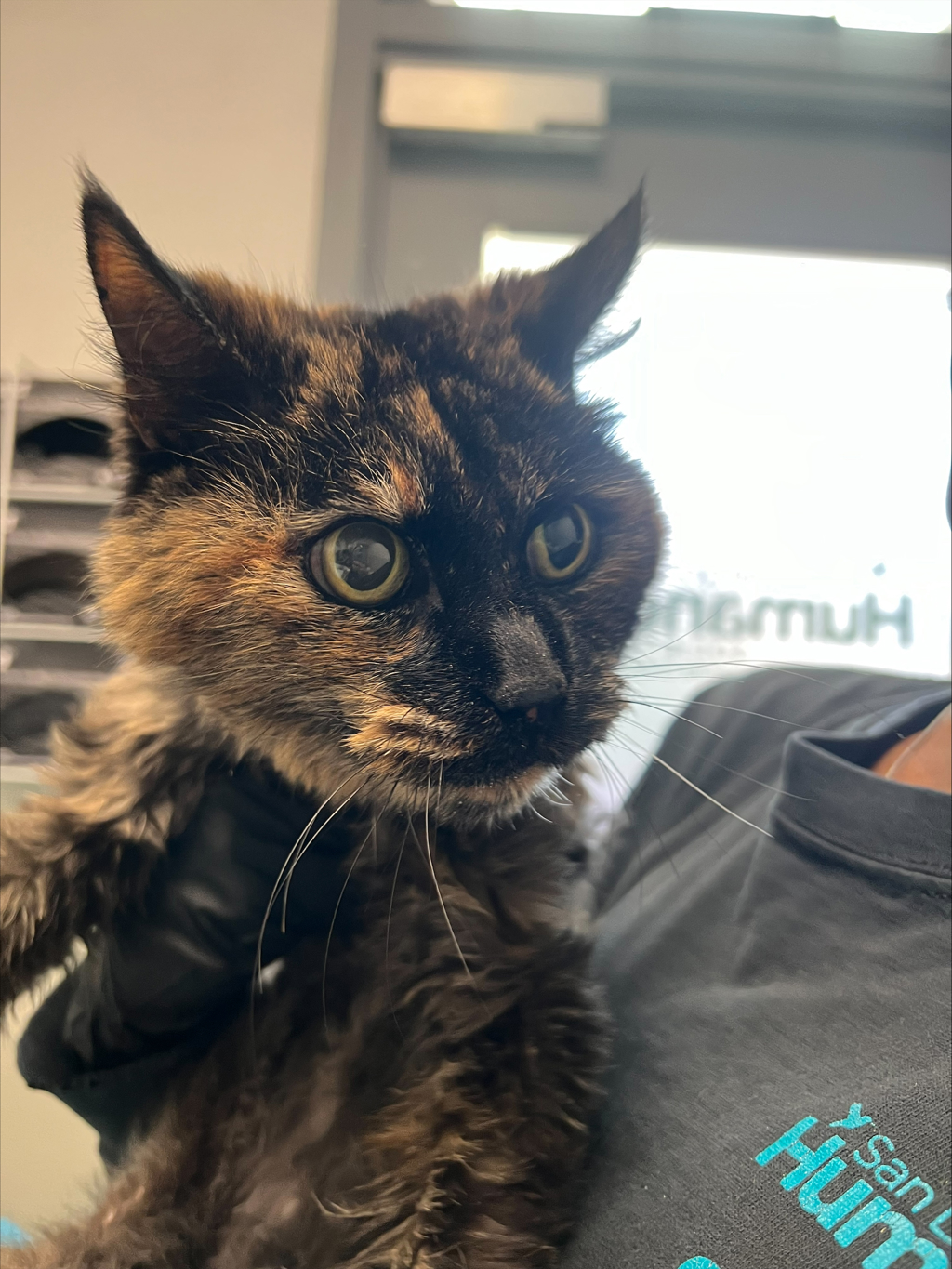 Shelter Stray Female Cat last seen Near Caminito Mallorca, San Diego, CA, 92037, San Diego, CA 92110