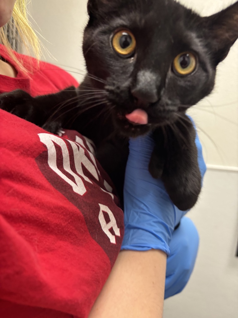 Shelter Stray Male Cat last seen Near Dickey Road, SILVERDALE, WA, 98383, Silverdale, WA 98383