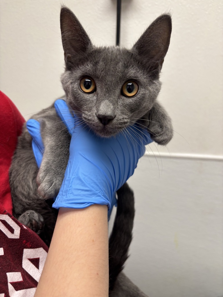 Shelter Stray Male Cat last seen Near Dickey Road, SILVERDALE, WA, 98383, Silverdale, WA 98383
