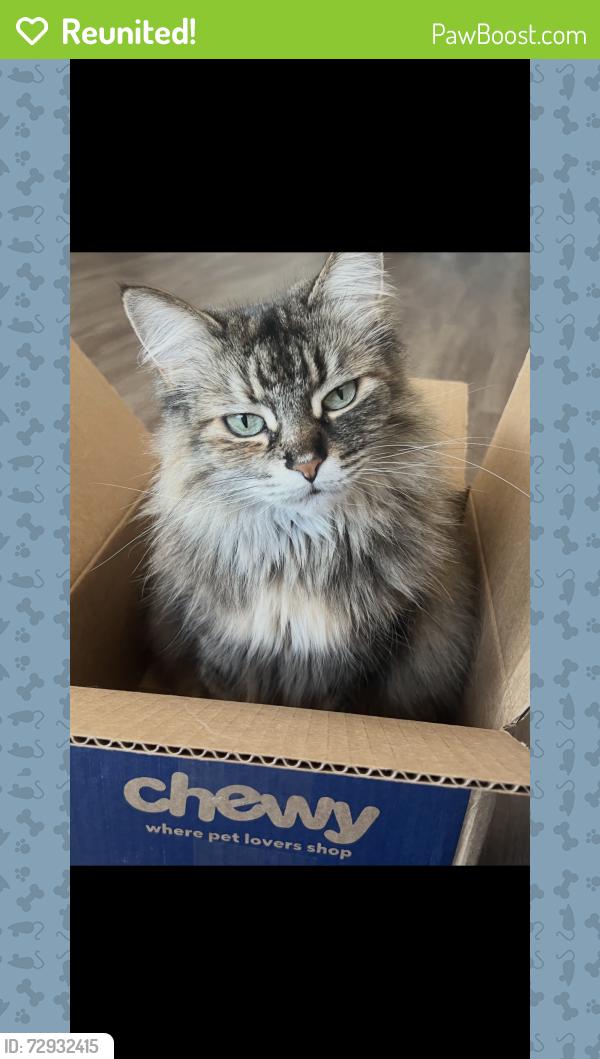 Reunited Female Cat last seen At 23675 Hopewell manor terrace , Ashburn, VA 20148
