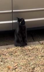 Lost Female Cat last seen Weaver dr, Arlington, TX 76001