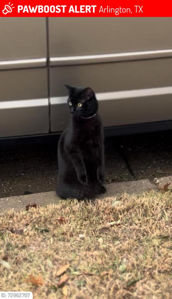 Lost Female Cat last seen Weaver dr, Arlington, TX 76001