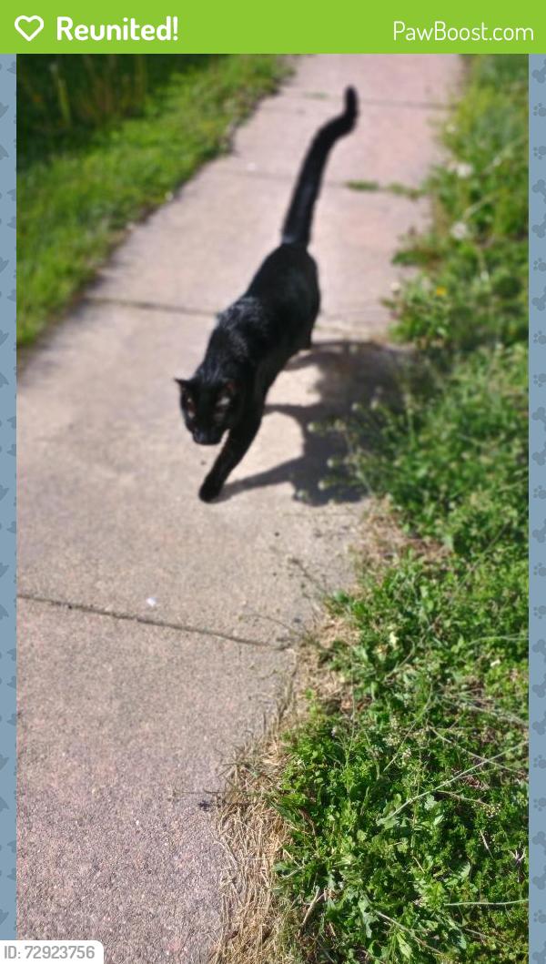 Reunited Male Cat last seen Coddington and West A, Lincoln, NE 68522