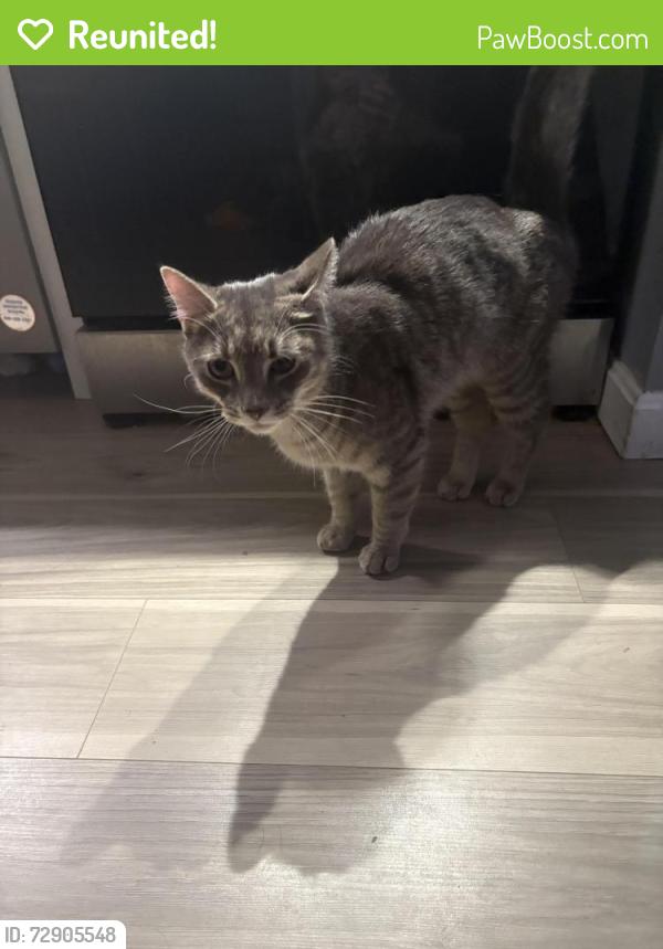 Reunited Male Cat last seen Elliot place/ Andrew street/ river road , Manchester, NH 03104