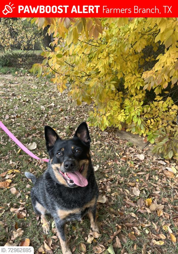 Lost Female Dog last seen Valwood parkway and Webb chapel , Farmers Branch, TX 75234