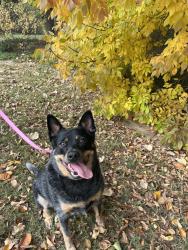 Lost Female Dog last seen Valwood parkway and Webb chapel , Farmers Branch, TX 75234