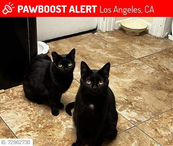 Lost Male Cat last seen Navarro St, Los Angeles, CA 90032
