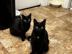 Lost Male Cat last seen Navarro St, Los Angeles, CA 90032