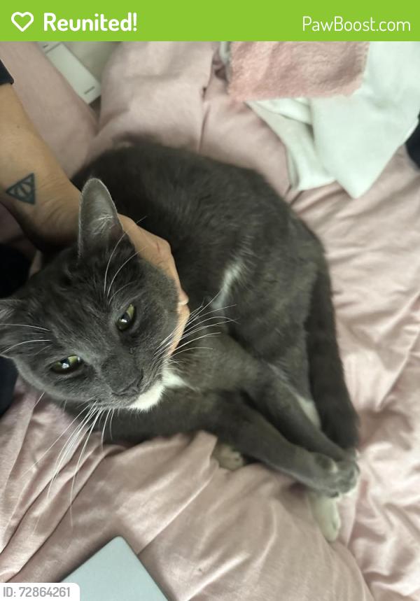 Reunited Male Cat last seen El Cerrito DMV/Ohlone Greenway, El Cerrito, CA 94530