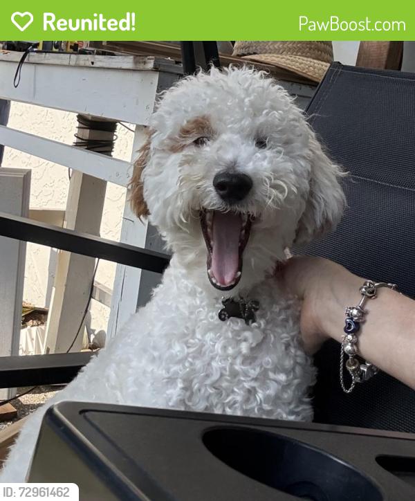 Reunited Female Dog last seen Tropical Palm Way , Port Richey, FL 34668