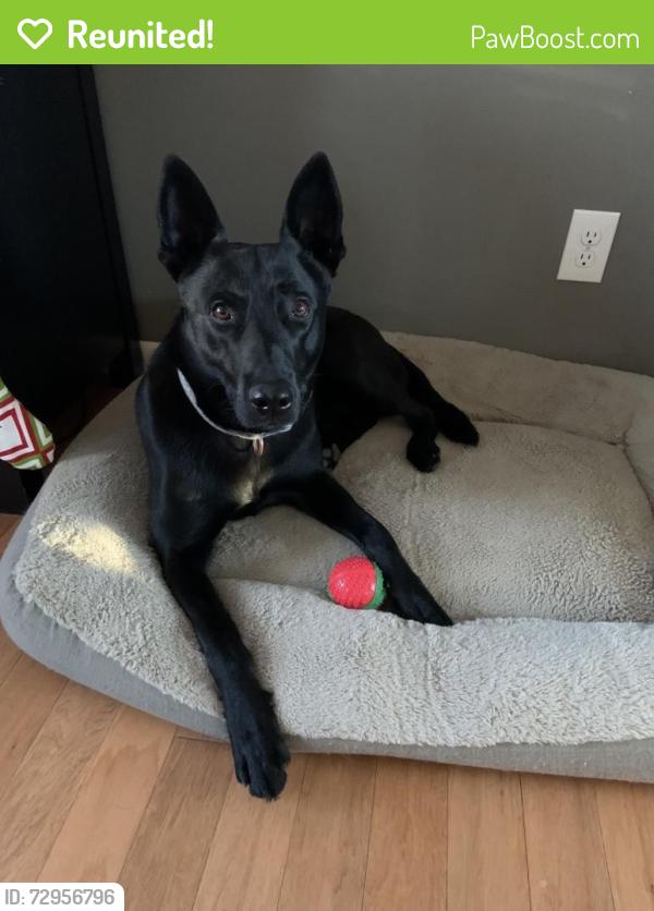 Reunited Male Dog last seen Wilkiewicz, Pulaski County, AR 72118